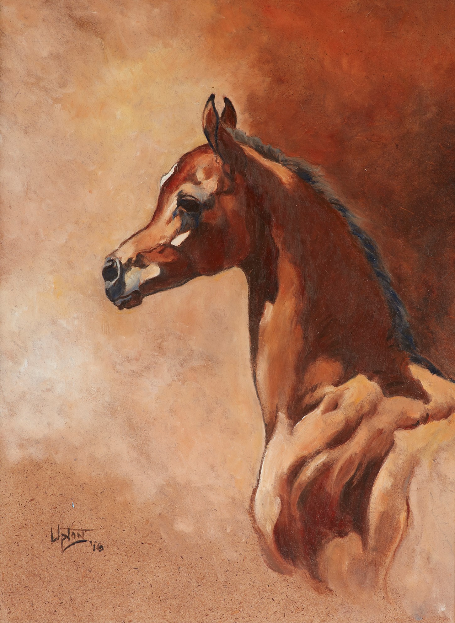 Colt Foal - head study
