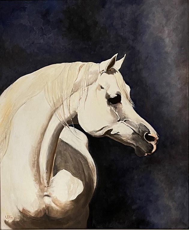 Portrait of a white Stallion