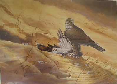 Saker Falcon on Houbara