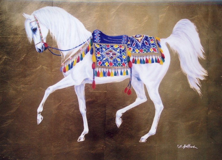 White Arabian with blue saddle