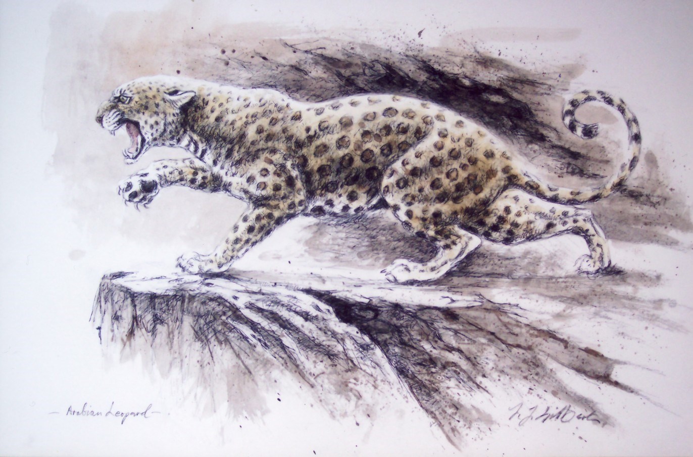 Study of Arabian Leopard