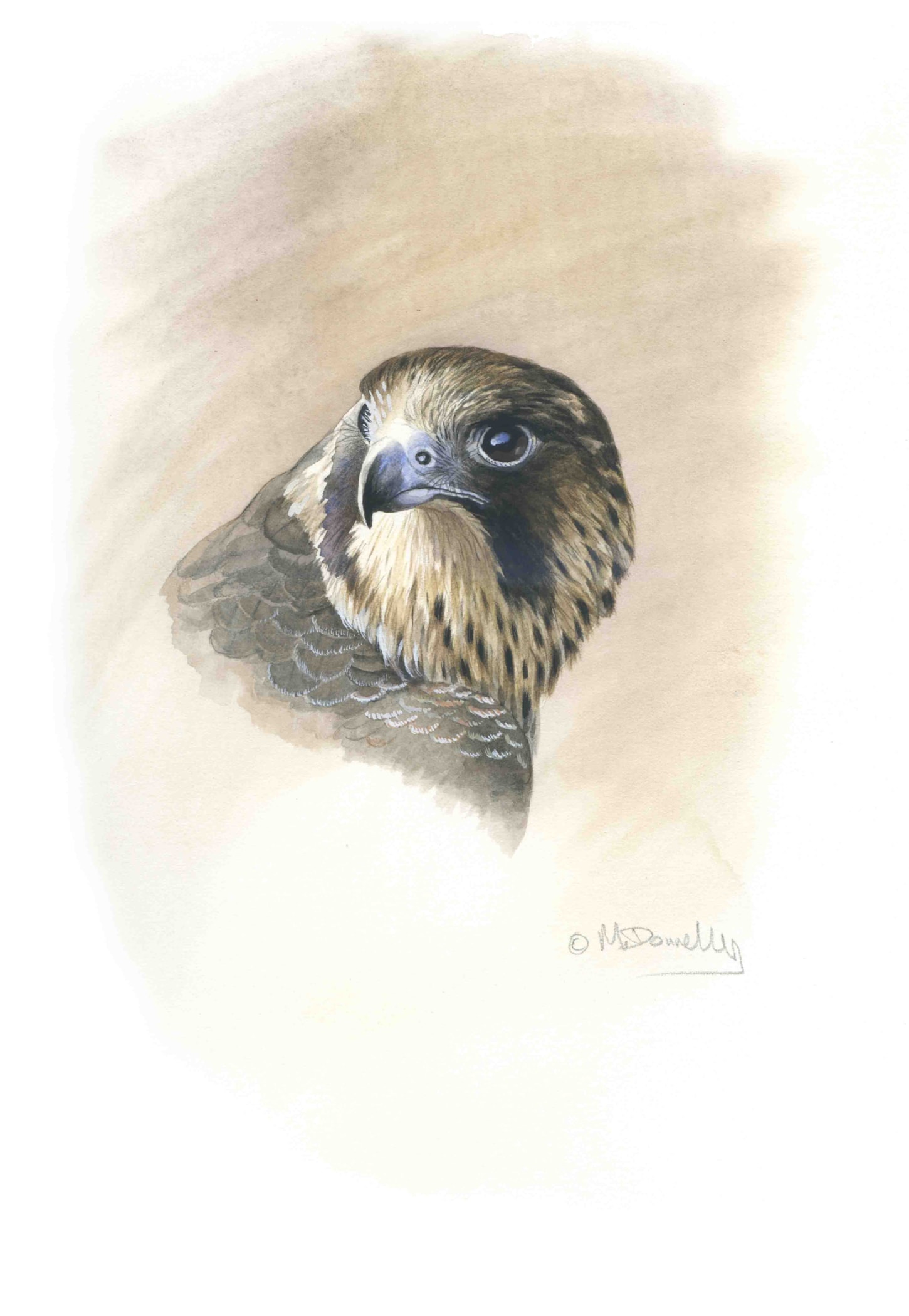 Peregrine