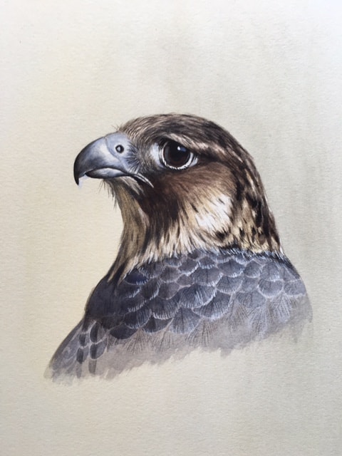 Peregrine juvenile