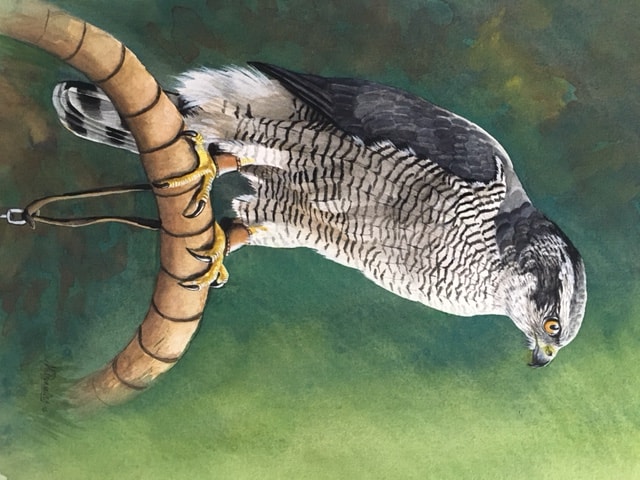 Goshawk on bow II