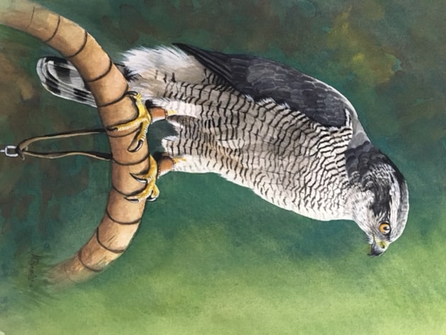 Goshawk on bow II