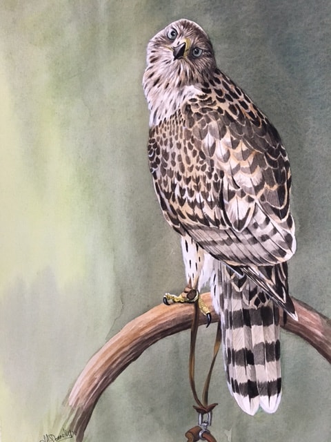 Goshawk on bow I