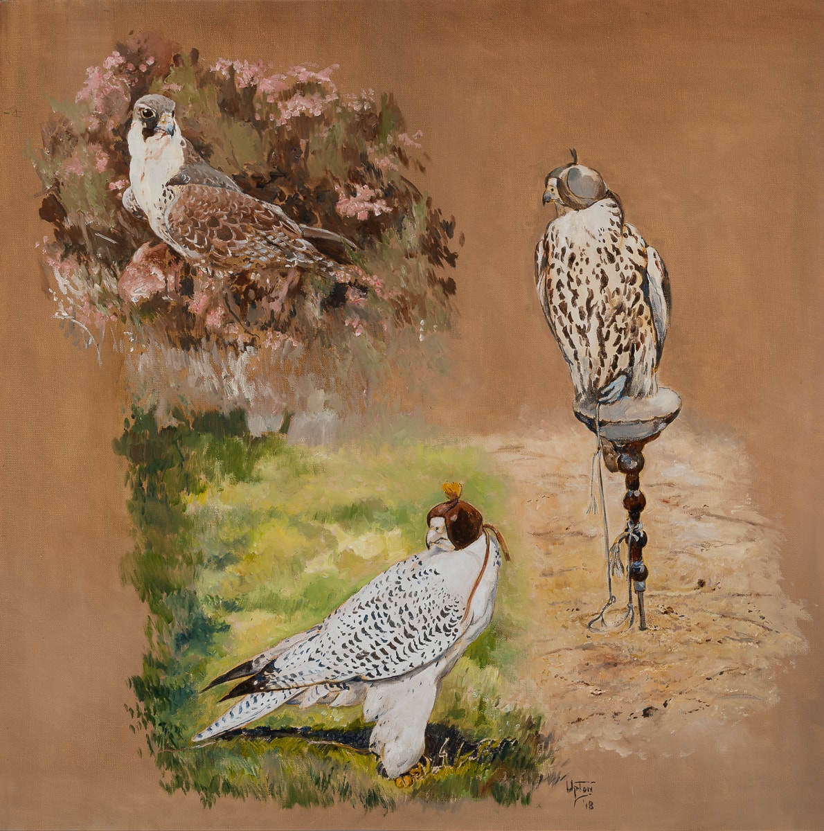 Peregrine, Saker and Gyr Falcon