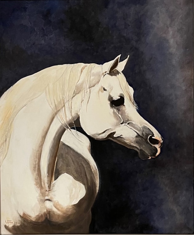 Portrait of a white Stallion