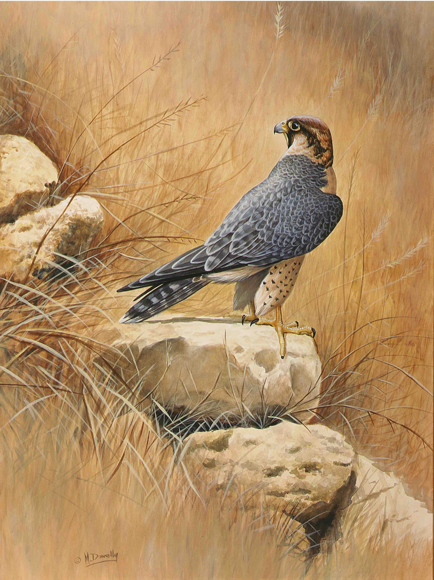 Red Shaheen