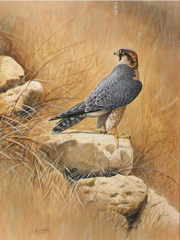 Red Shaheen