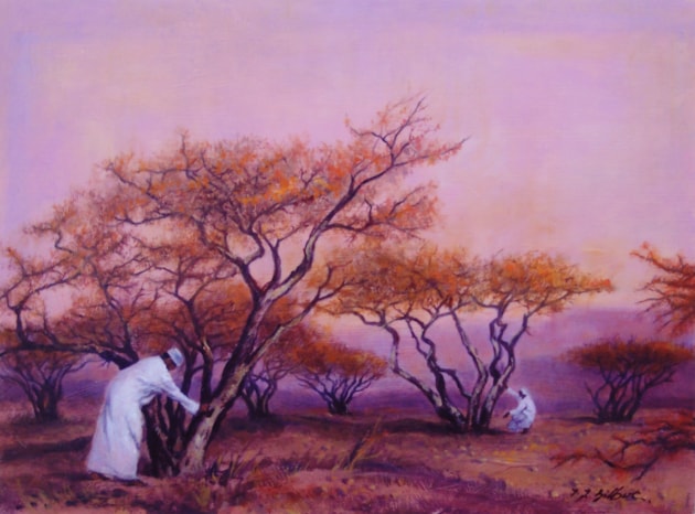 Frankincense Trees, Oman