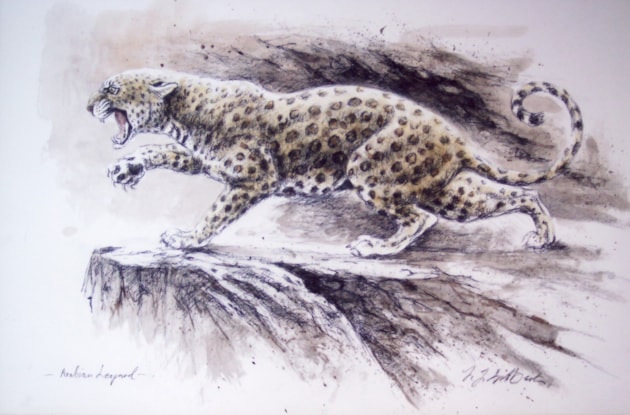Study of Arabian Leopard