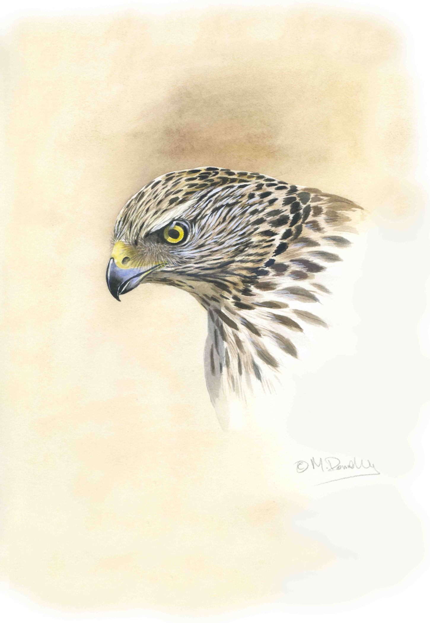 Gos juvenile