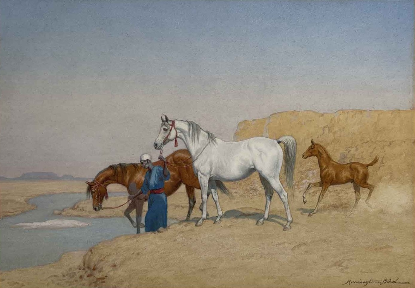 Groom leading Arabian Horses to water