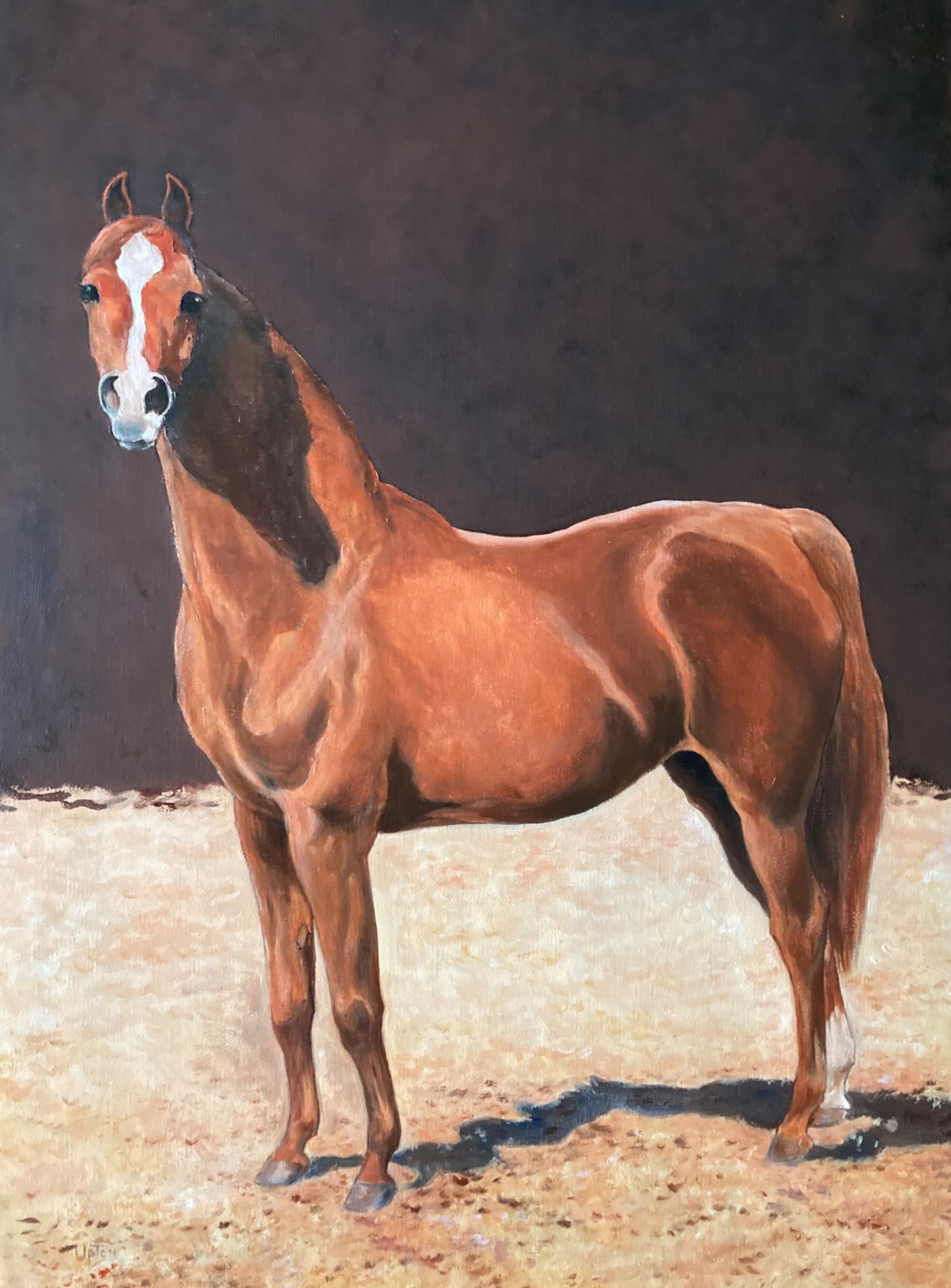 Chestnut Stallion with a blaze
