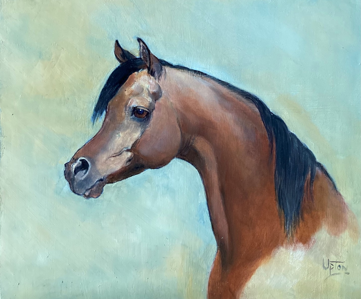 Head study of a bay mare