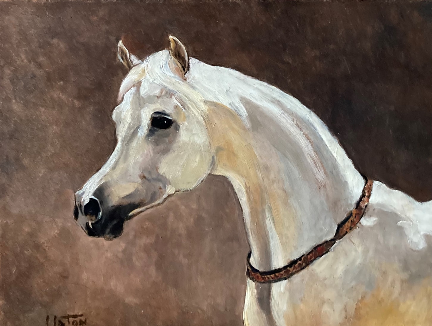 Head study of a grey mare with necklace