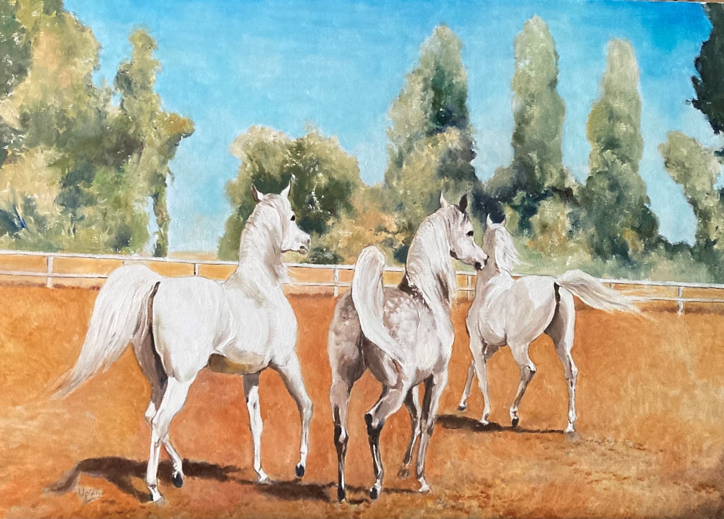 Grey Mares trotting away